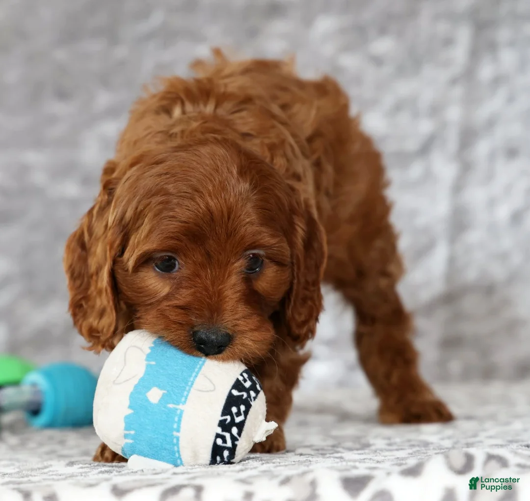 Cavapoo dogs for sale: Mia - Ad 6