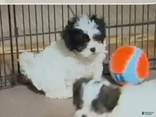 Shihpoo dogs Shihpoo Puppy 3 - Ad 1