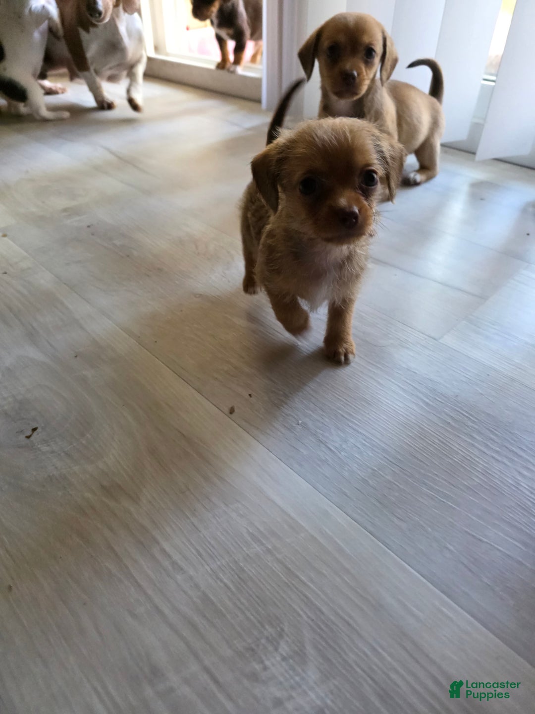 Mixed Breed dogs for sale: Pumpkin  - Ad 4