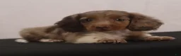 Dachshund dogs for sale: willie Jr  - Ad 4