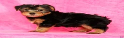 Yorkshire Terrier dogs for sale: Frisky - Ad 4