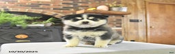 Pomsky dogs for sale: Keira - Ad 1