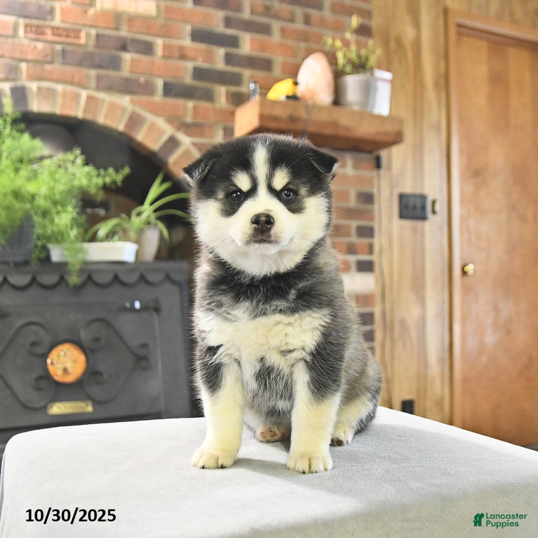 Pomsky dogs for sale: Keira - Ad 1