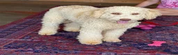 Mini Goldendoodle dogs for sale: Spirit - Ad 4