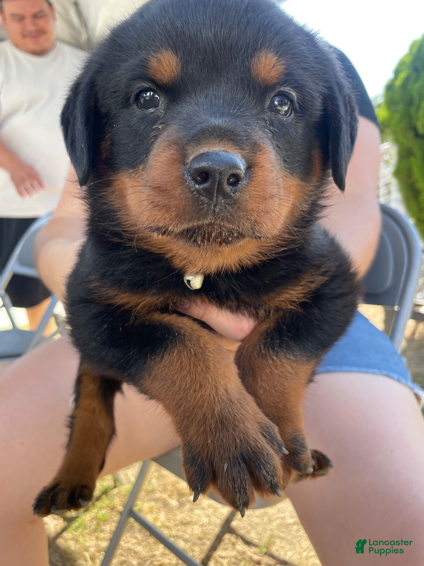 Rottweiler dogs Rottweiler 2 - Ad 18