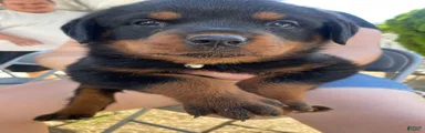 Rottweiler 2