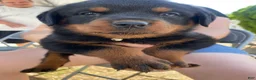 Rottweiler dogs for sale: Rottweiler 2 - Ad 1