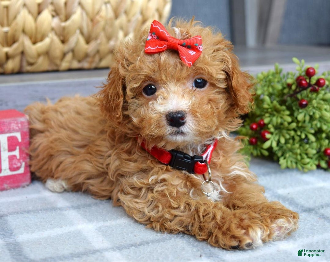 Maltipoo dogs for sale: Fargo - Ad 4