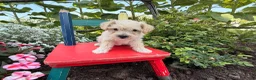 Schnoodle dogs for sale: Mitch  - Ad 4