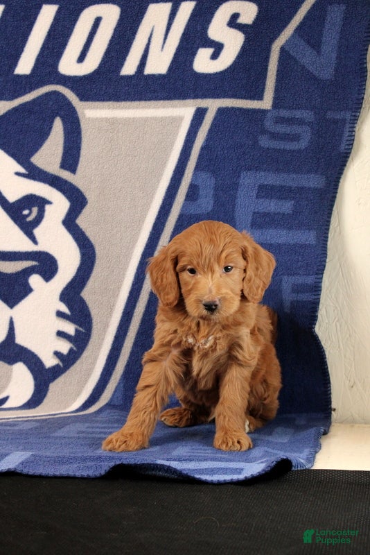 Mini Goldendoodle dogs Ervan - Ad 1