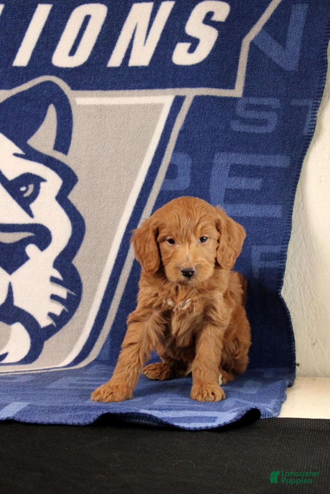 Mini Goldendoodle dogs for sale: Ervan - Ad 1