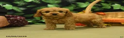 Cavapoo dogs for sale: Cloves - Ad 3