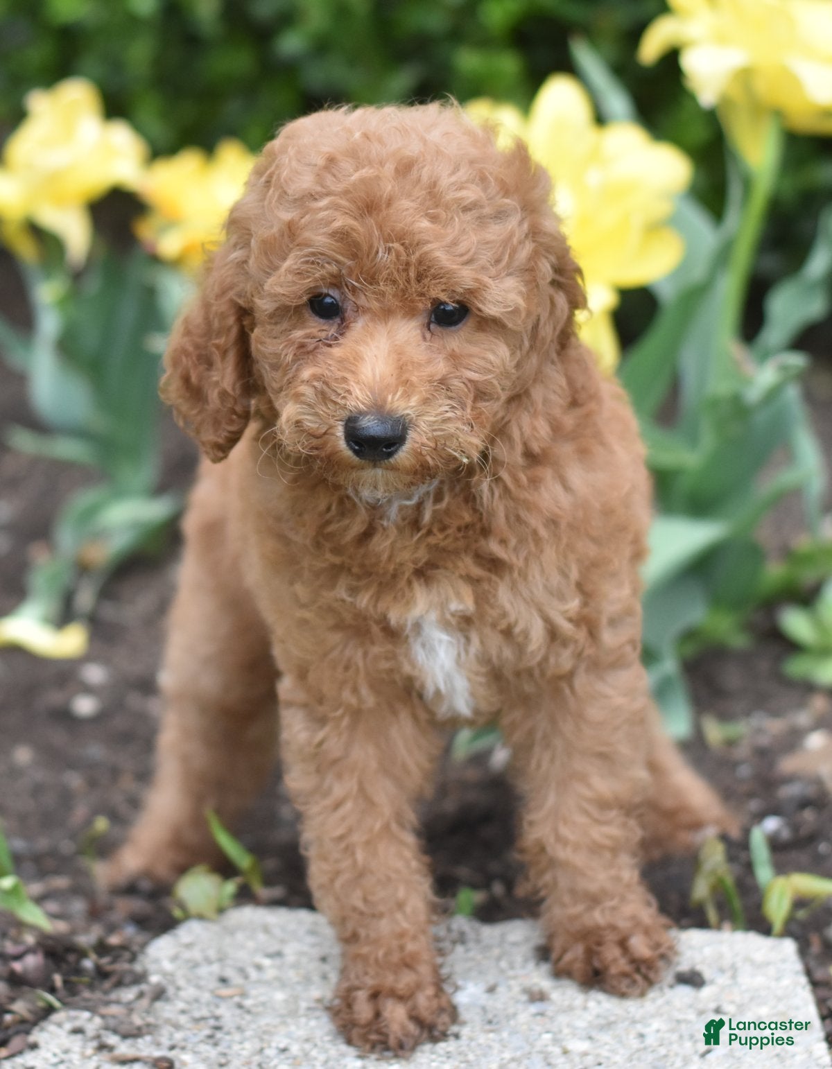 Miniature Poodle dogs Pickles - Ad 2