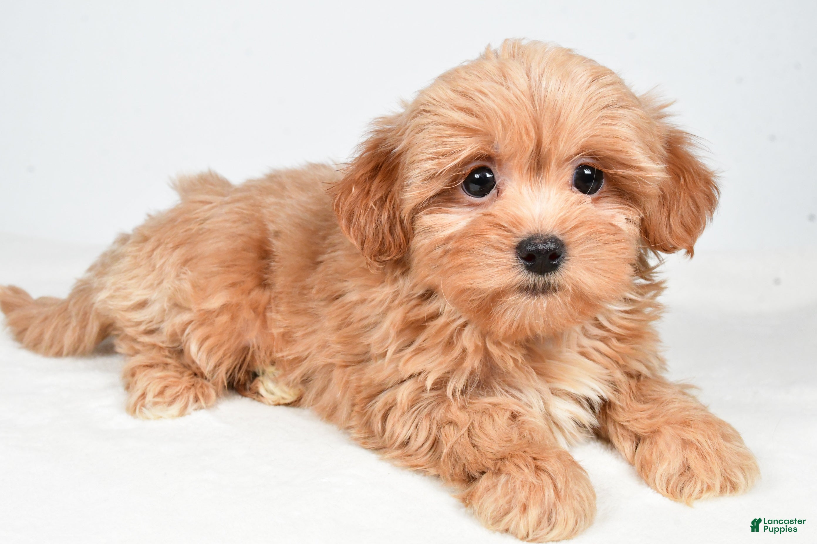 Shihpoo dogs Jasper - Ad 2