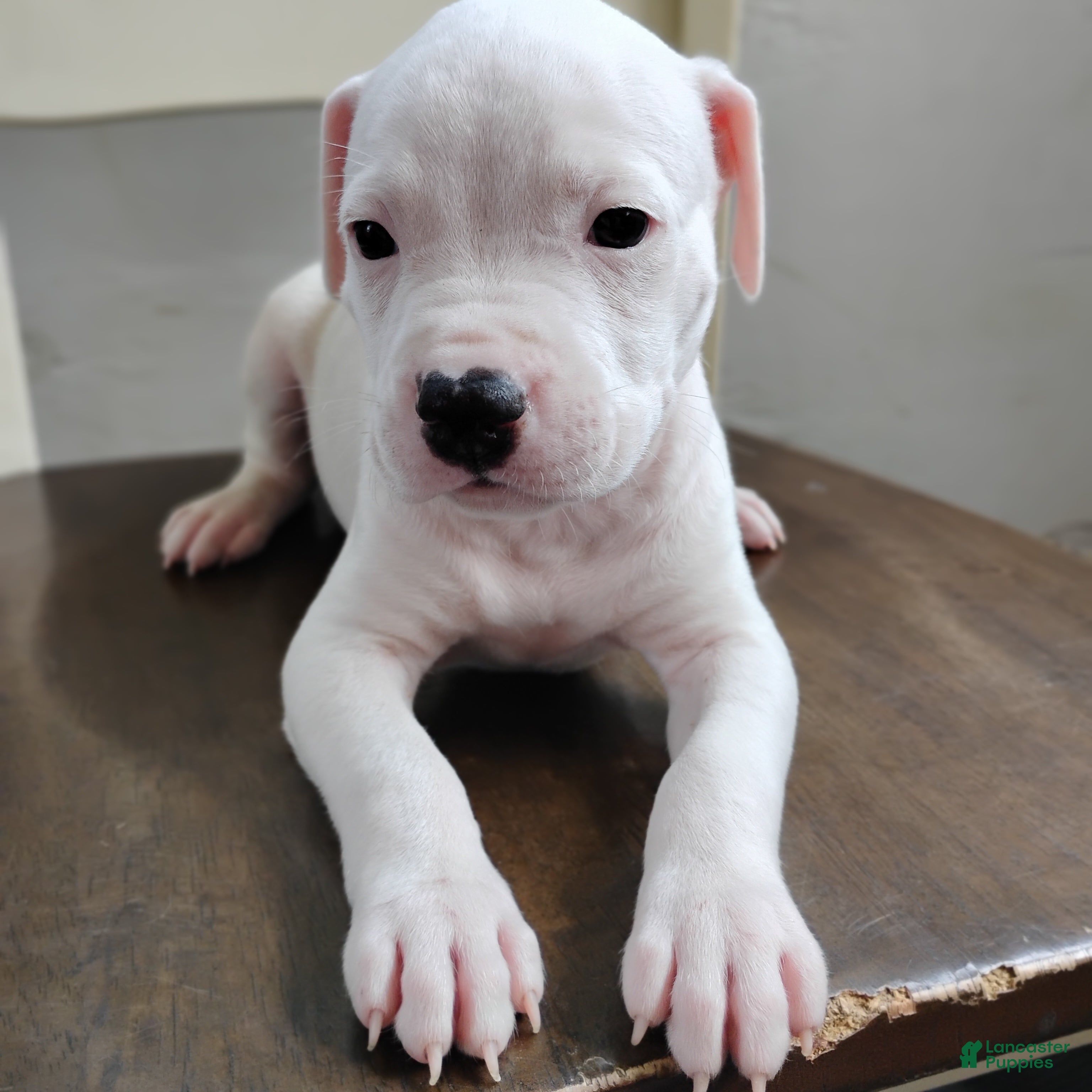 American Pit Bull Terrier dogs OREO - Ad 2