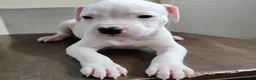 American Pit Bull Terrier dogs for sale: OREO - Ad 2