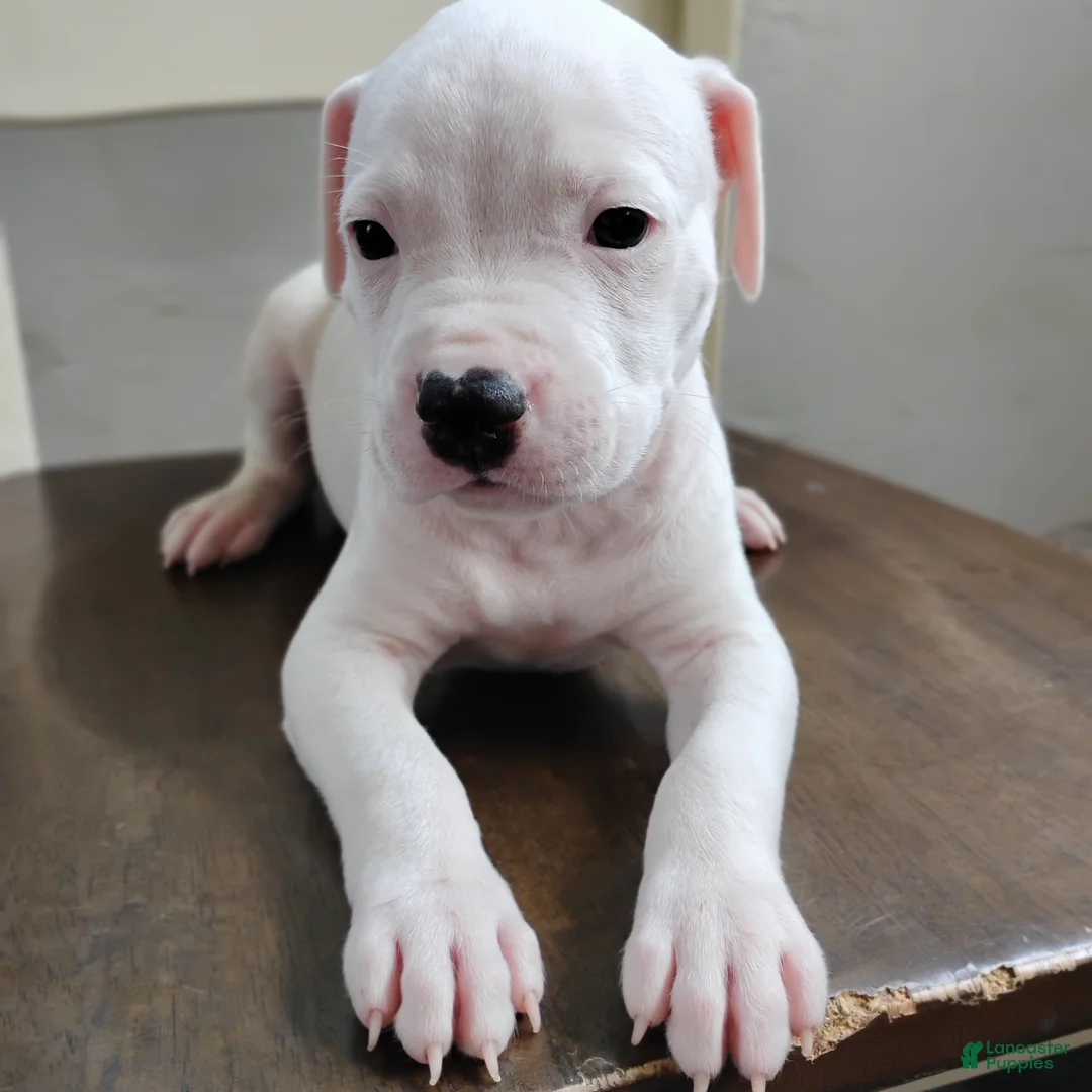 American Pit Bull Terrier dogs for sale: OREO - Ad 2