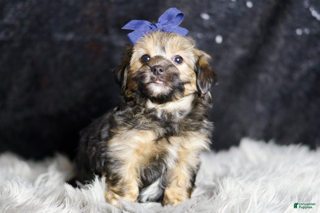 Yorkiepoo dogs for sale: Wolfie - Ad 3