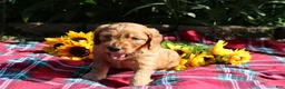 Mixed Breed dogs for sale: Simon- Irish Goldendoodle  - Ad 7