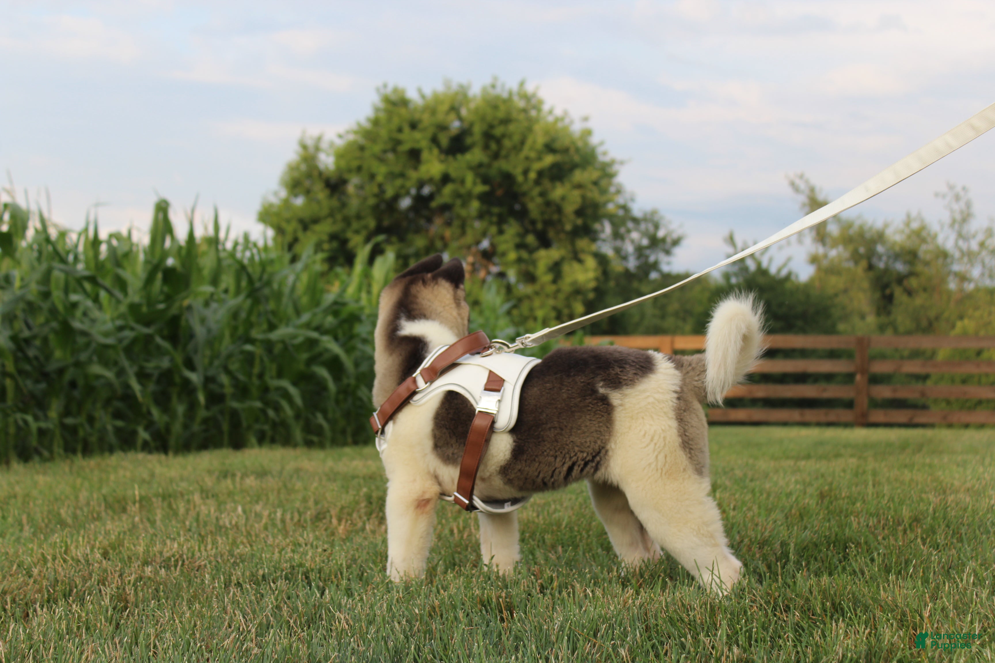 Akita dogs AKC Luna - Ad 2