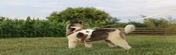 Akita dogs for sale: AKC Luna - Ad 2
