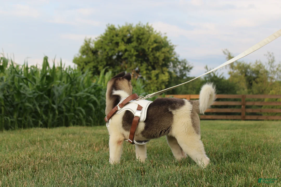 Akita dogs for sale: AKC Luna - Ad 2