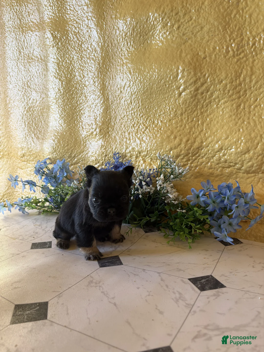 French Bulldog dogs for sale: French Bulldog Puppy 1 Cocoa - Ad 3