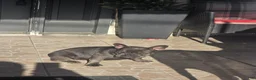 French Bulldog dogs for sale: Nola - Ad 4
