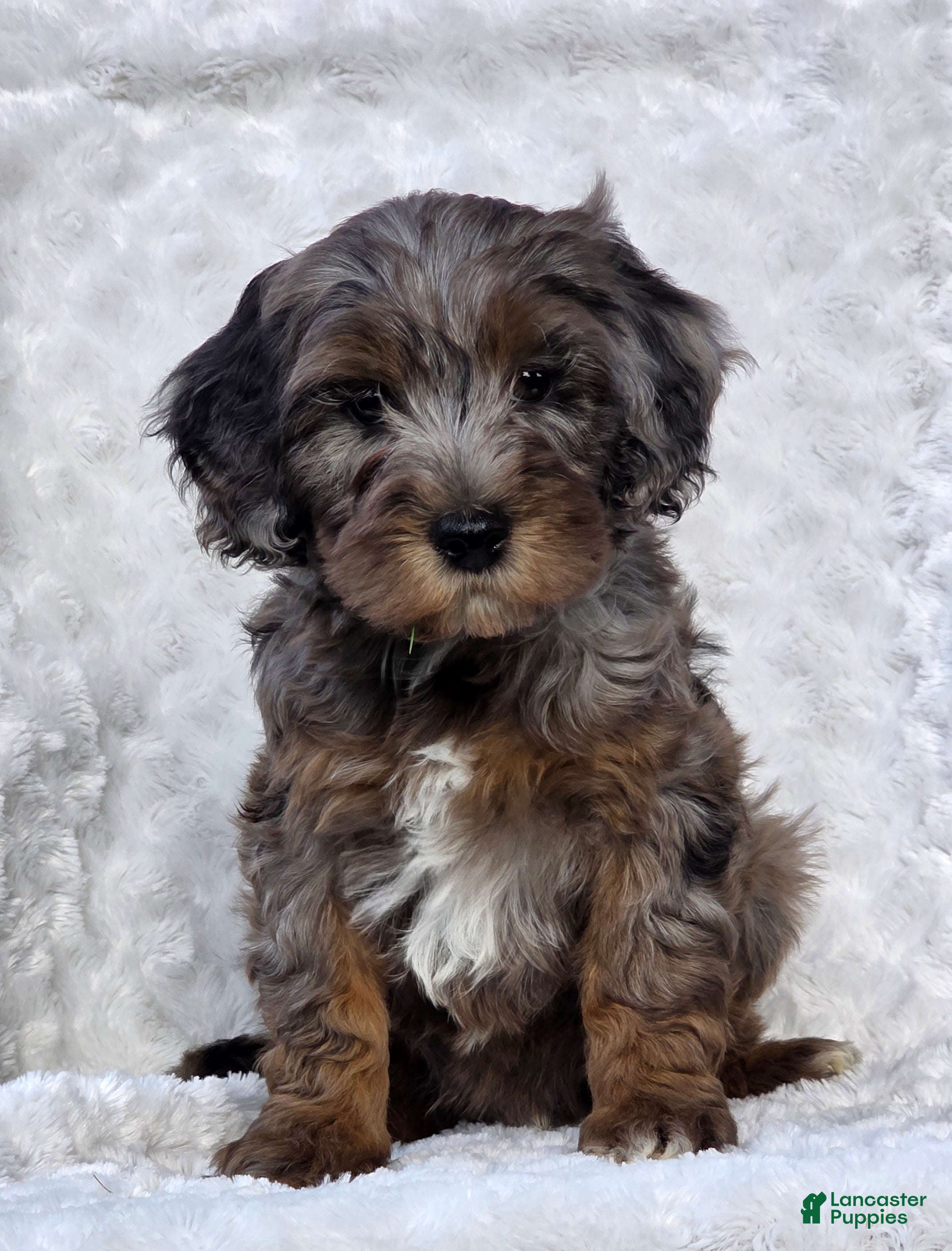 Mini Goldendoodle dogs Brody - Ad 1