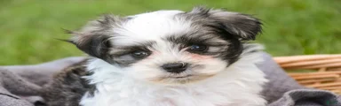 Finnegan