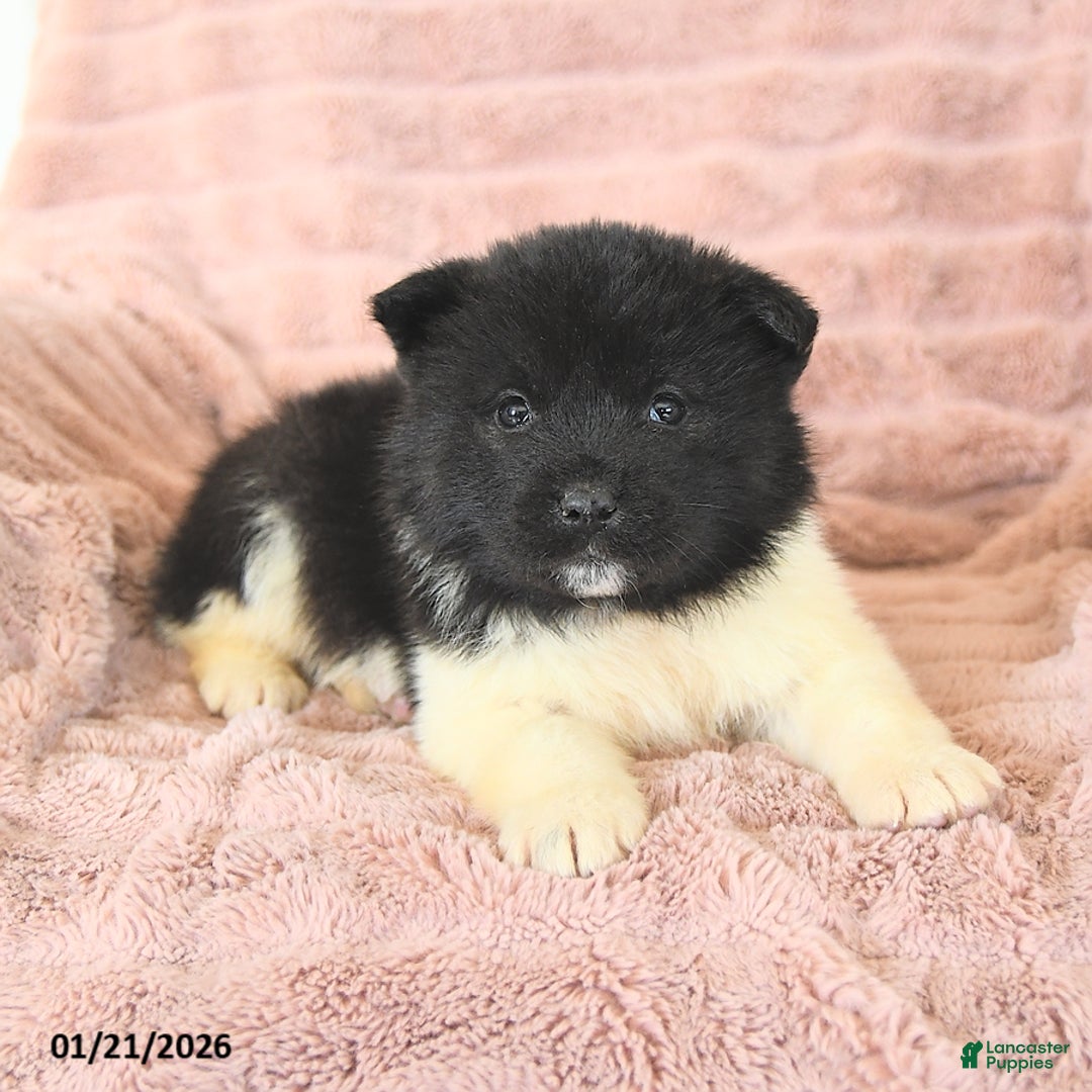 Akita dogs for sale: Frost  - Ad 5