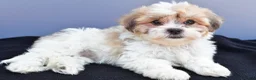Teddy Bear dogs for sale: Ty - Ad 7