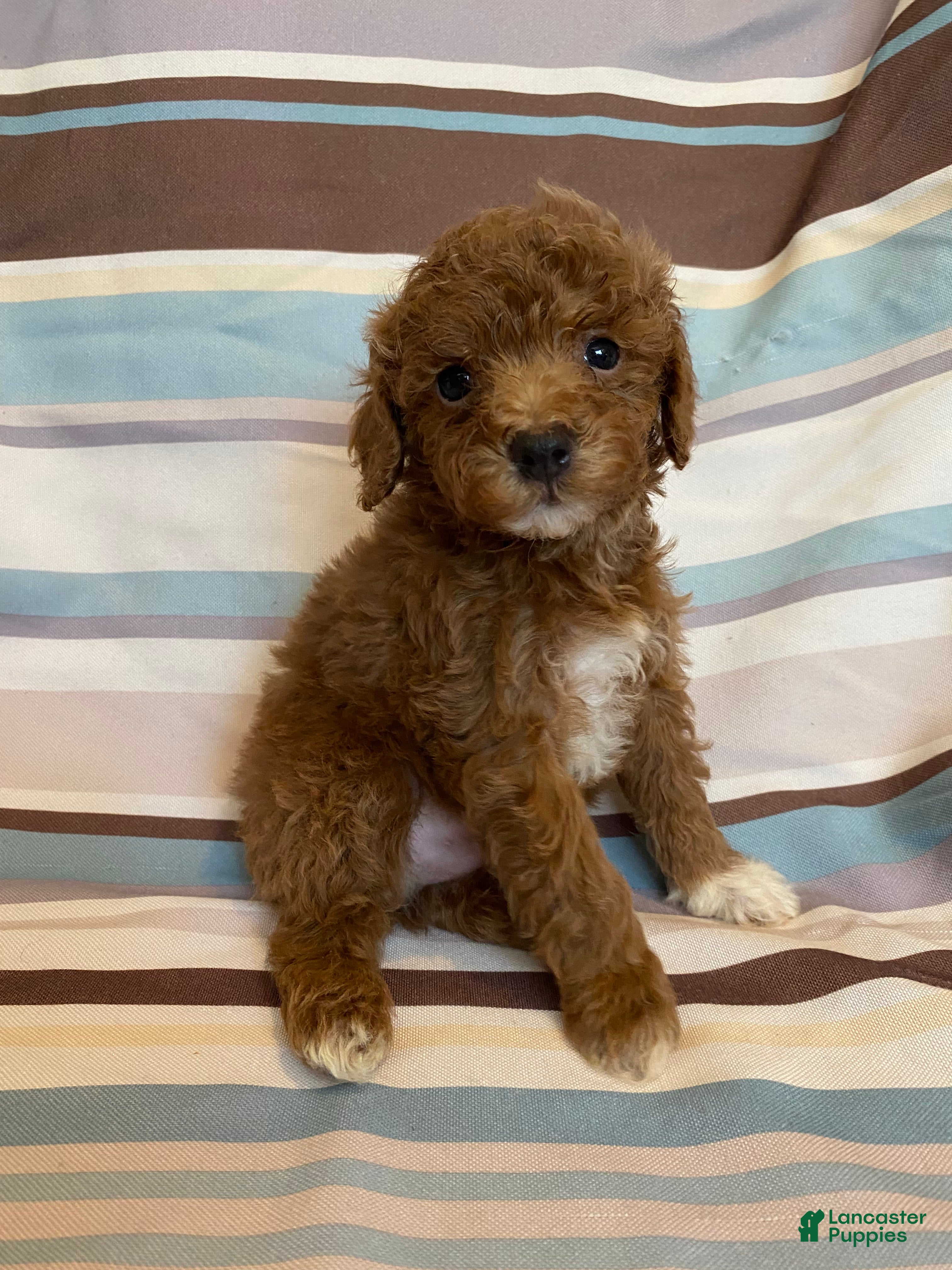 Mixed Breed dogs Red Tuxedo Male - Ad 1