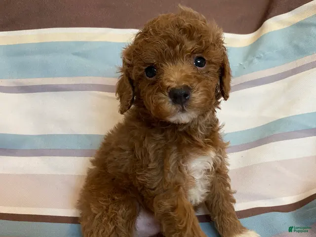 Mixed Breed dogs Red Tuxedo Male - Ad 1