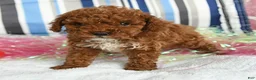Miniature Poodle dogs for sale: Cupcake - Ad 3
