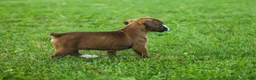 Boxer dogs for sale: Ruthie - Ad 4