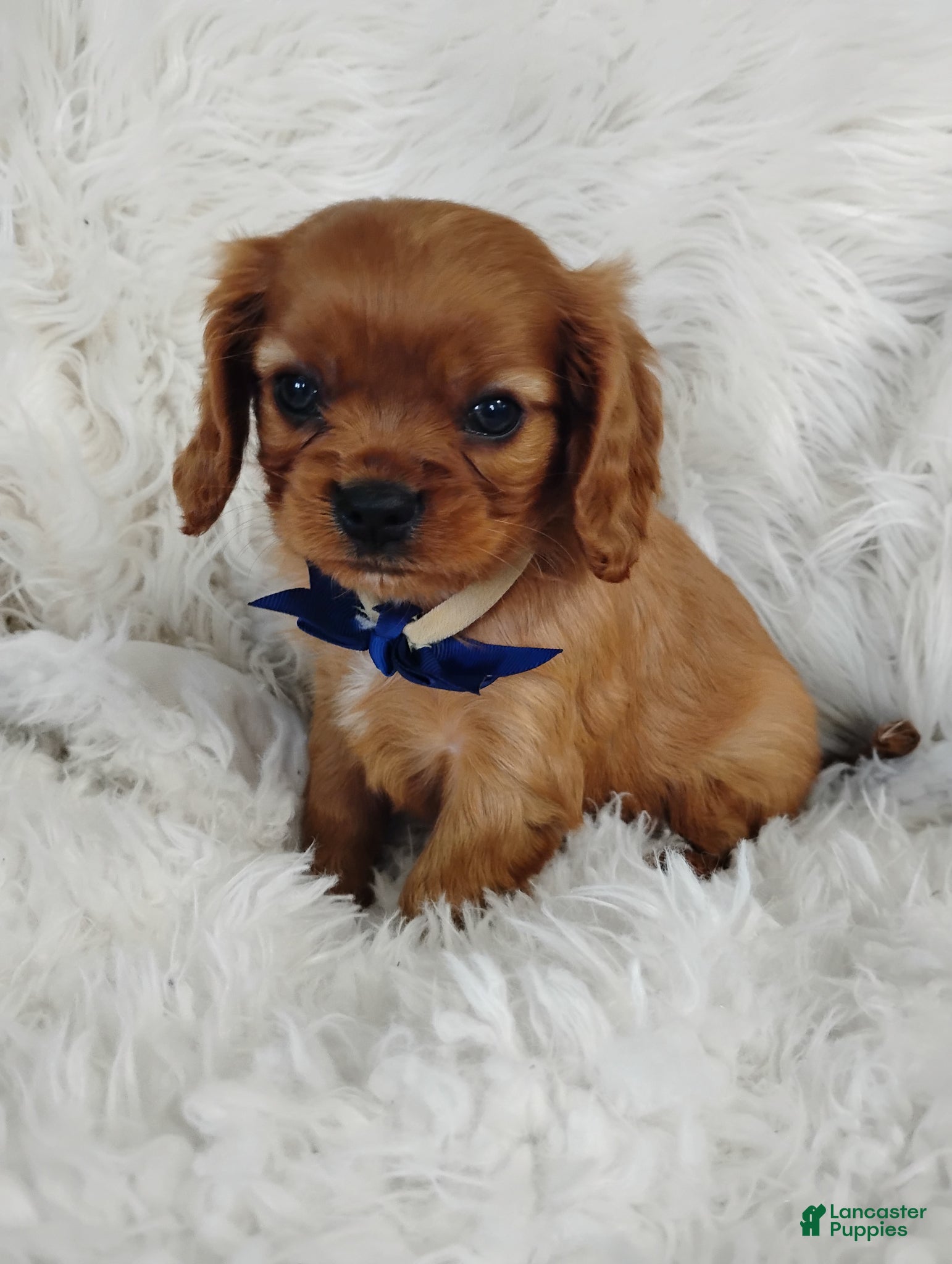 Cavalier King Charles Spaniel dogs Dash - Ad 1