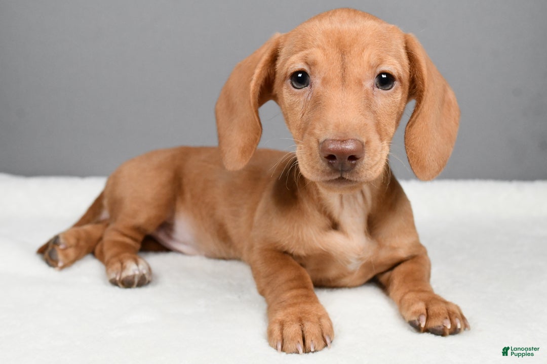 Miniature Dachshund dogs for sale: Valentine - Ad 1