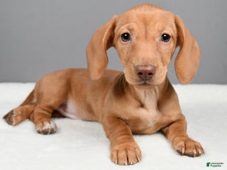 Miniature Dachshund dogs Valentine - Ad 21