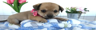 Chihuahua Puppy 3 Rosie