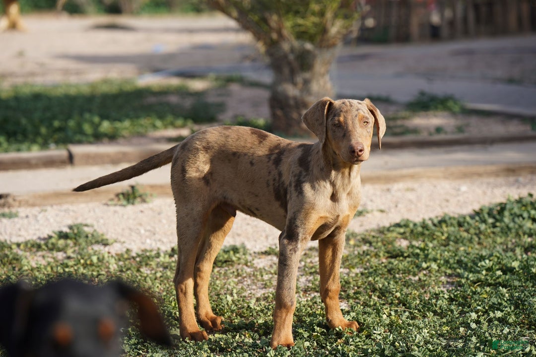 Mixed Breed dogs for sale: Lilac Fawn Merle M1 RT - Ad 22