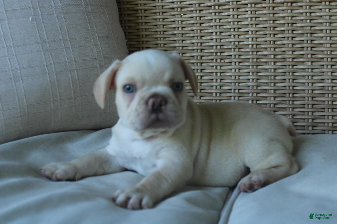 French Bulldog dogs for sale: Pugsley - Ad 1