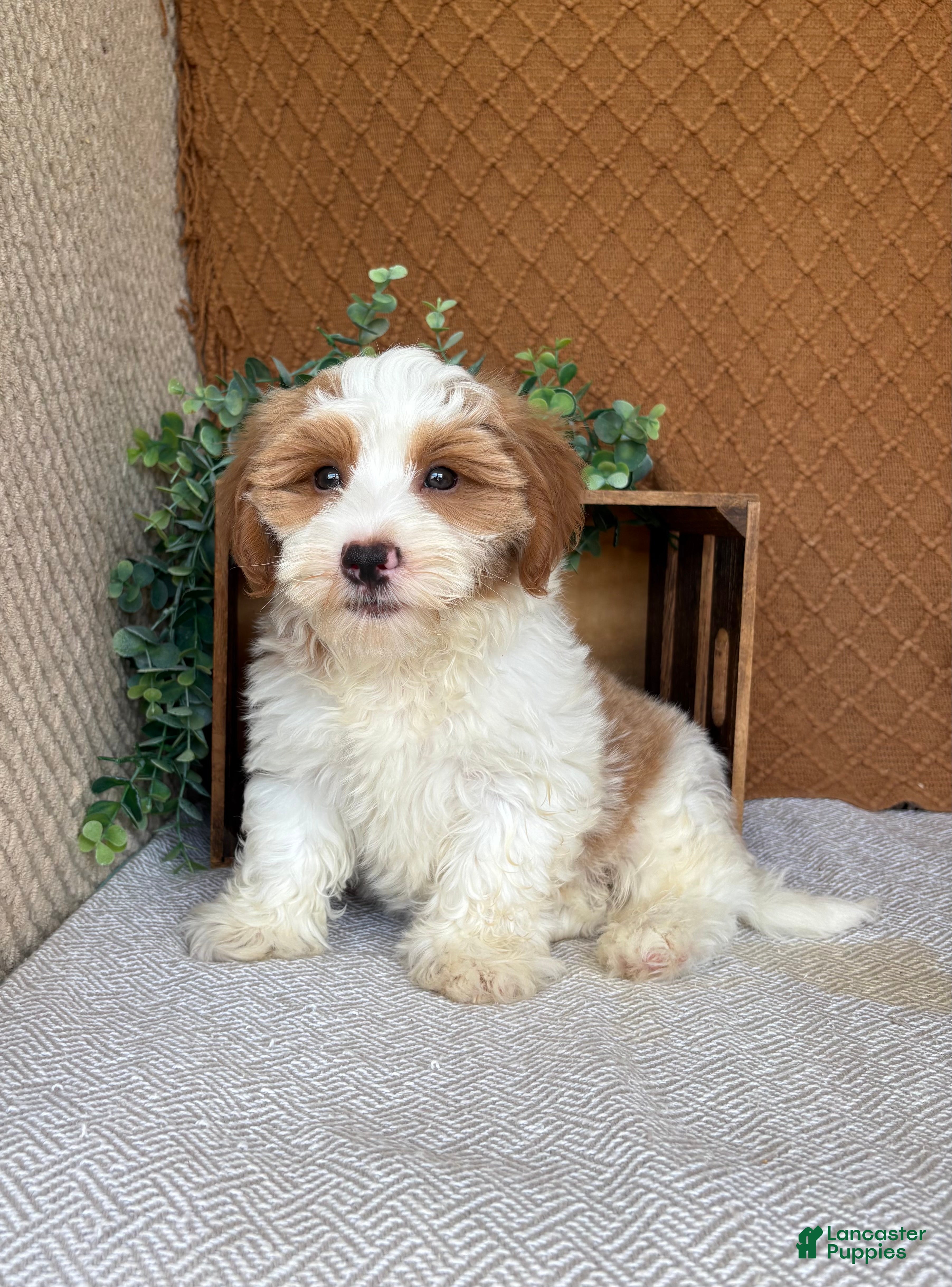 Havanese dogs Tank  - Ad 2
