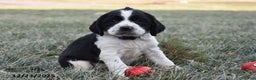 English Springer Spaniel dogs for sale: Molly - Ad 1