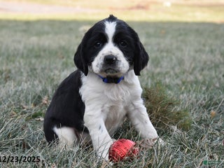 English Springer Spaniel dogs Molly - Ad 4
