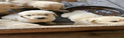 Golden Retriever dogs for sale: Golden Retriever Male 3 - Ad 3