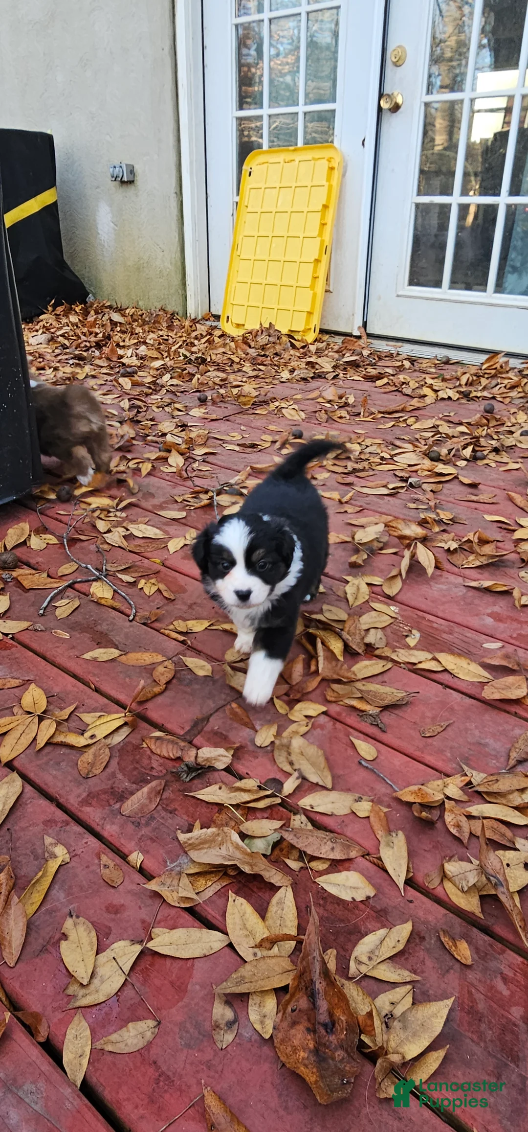 Miniature Australian Shepherd dogs for sale: Cake - Ad 9