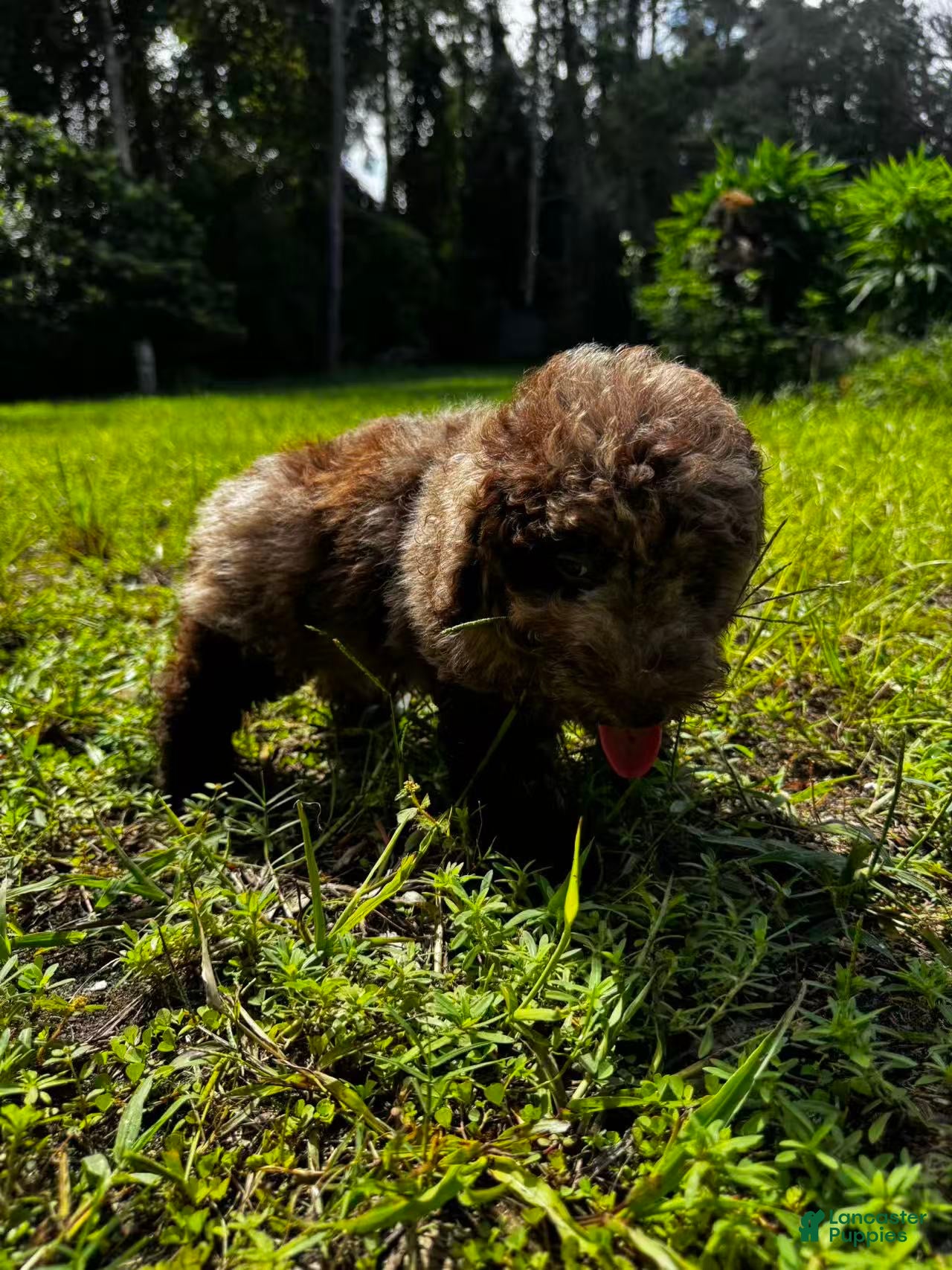 Miniature Labradoodle dogs Link - Ad 2