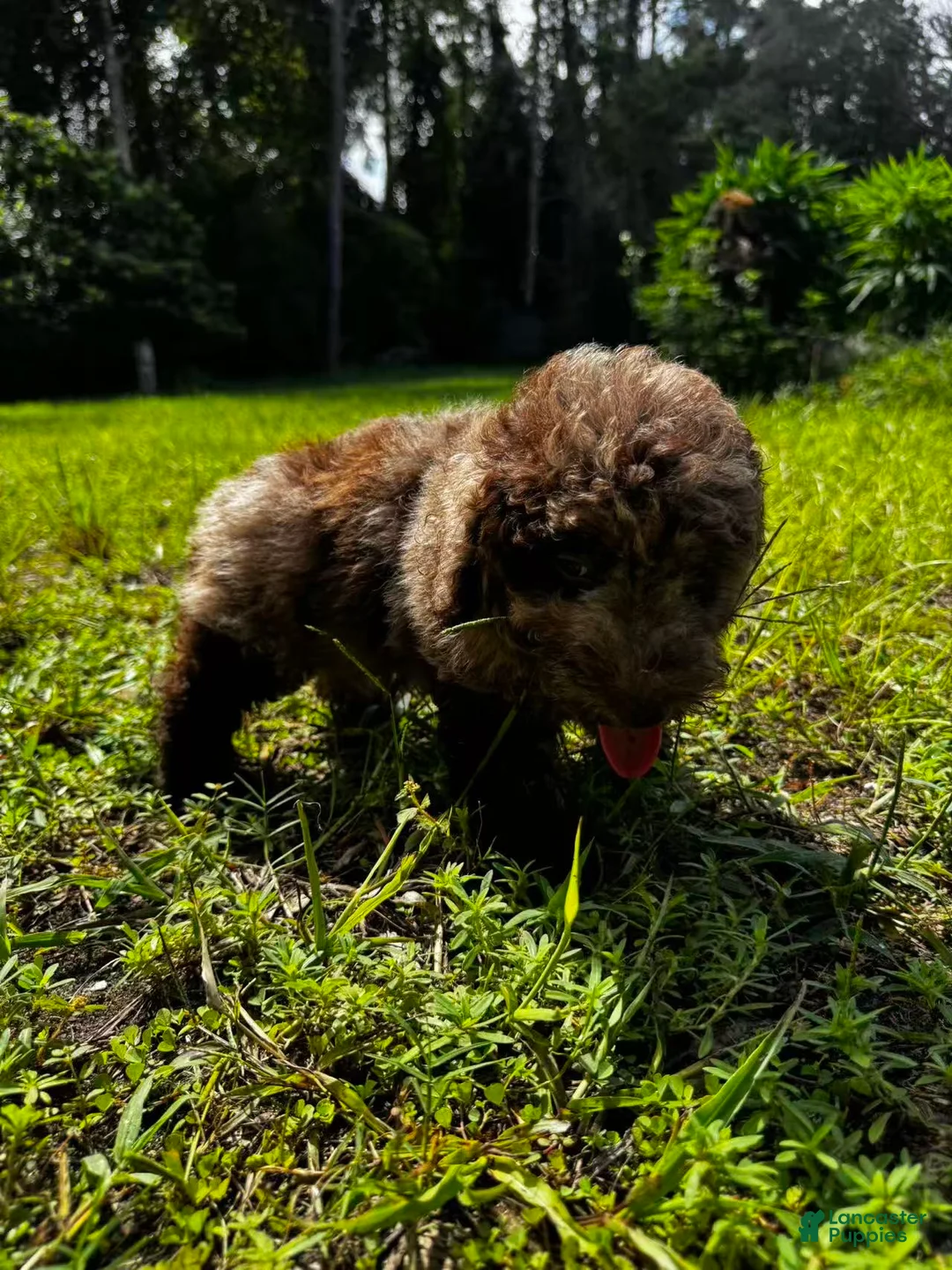 Miniature Labradoodle dogs for sale: Link - Ad 2