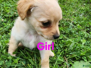 Pomapoo dogs - Ad 14